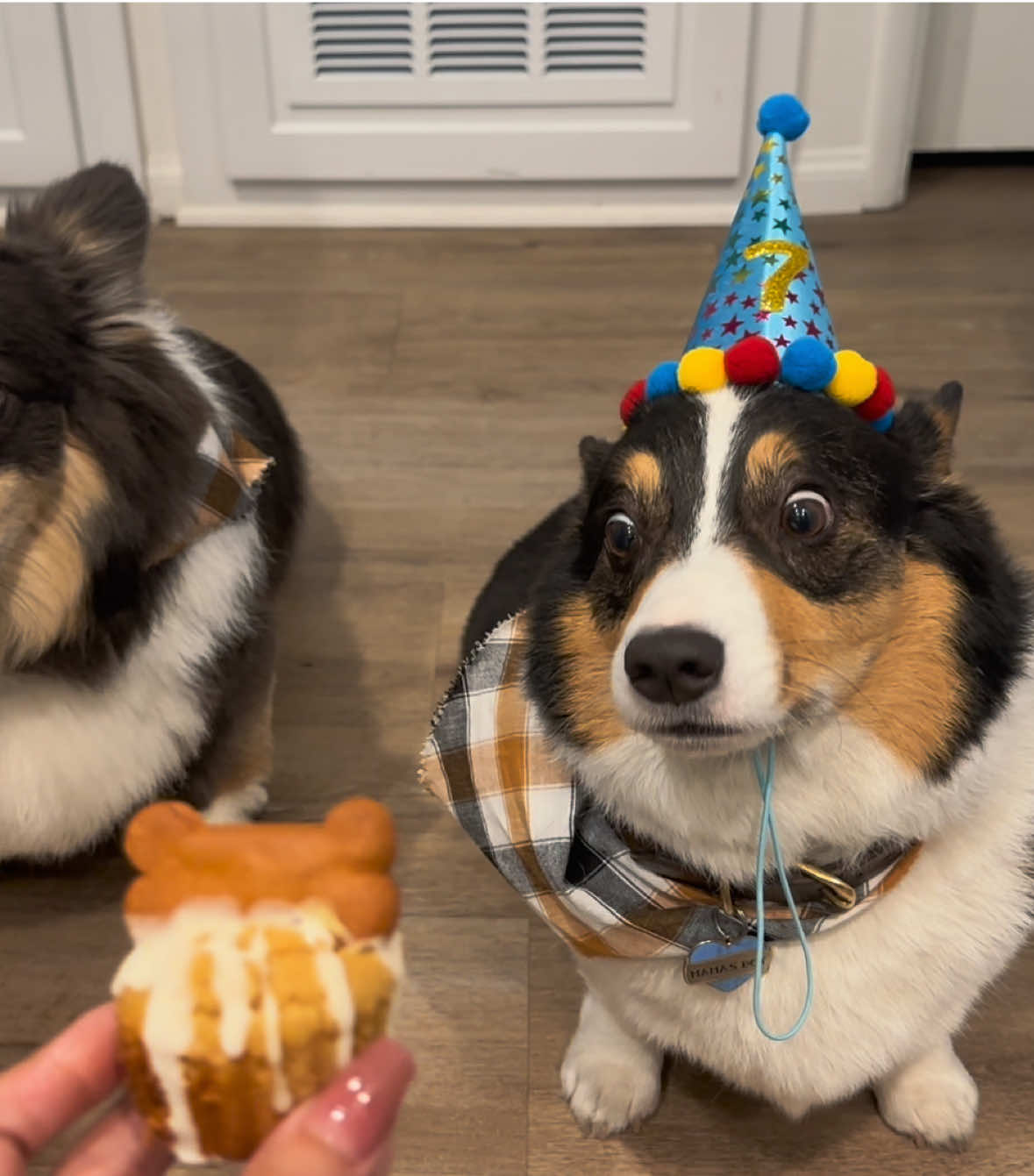 birthday boys got a homemade pumpkin cupcake to end their birthday week🥰🫶🏼💗🥳 #fyp #corgisoftiktok #corgis 
