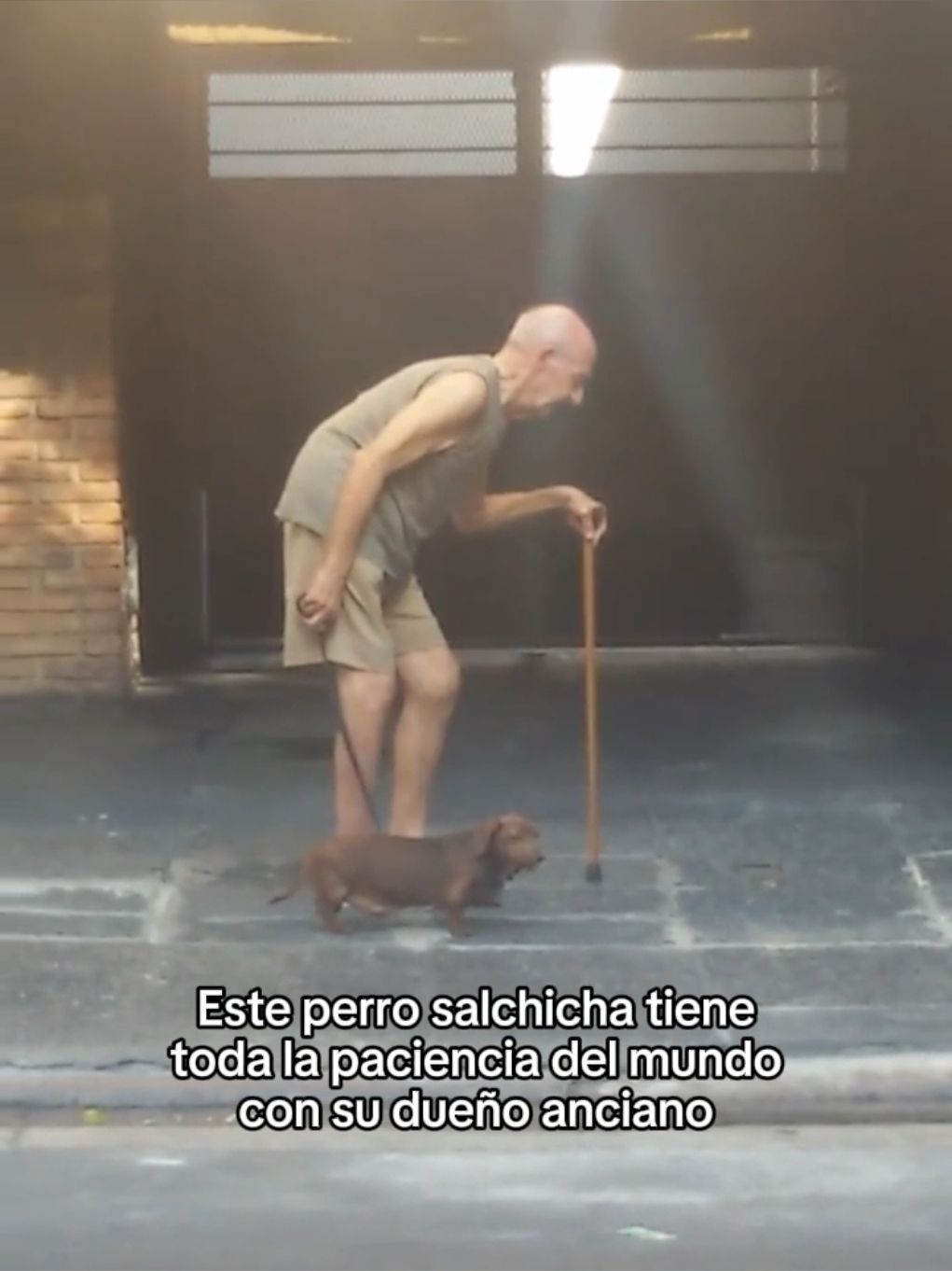 No los merecemos #wholesome #animals #animales #mascotas #fyp 
