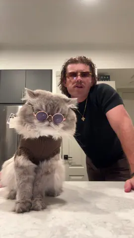 Gus knows the vibes #funny #pets #catsoftiktok 