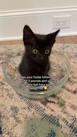 1.87!!! So close! Once Ahnie hits 2 pounds she’ll be ready for her forever home.🐈‍⬛ 🖤 #fostercat #kitten #spookyseason #blackcat #kittensoftiktok 