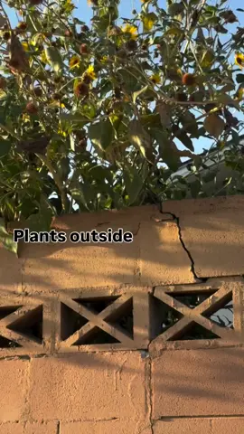 #plants #houseplants #plantsoftiktok  #funny 