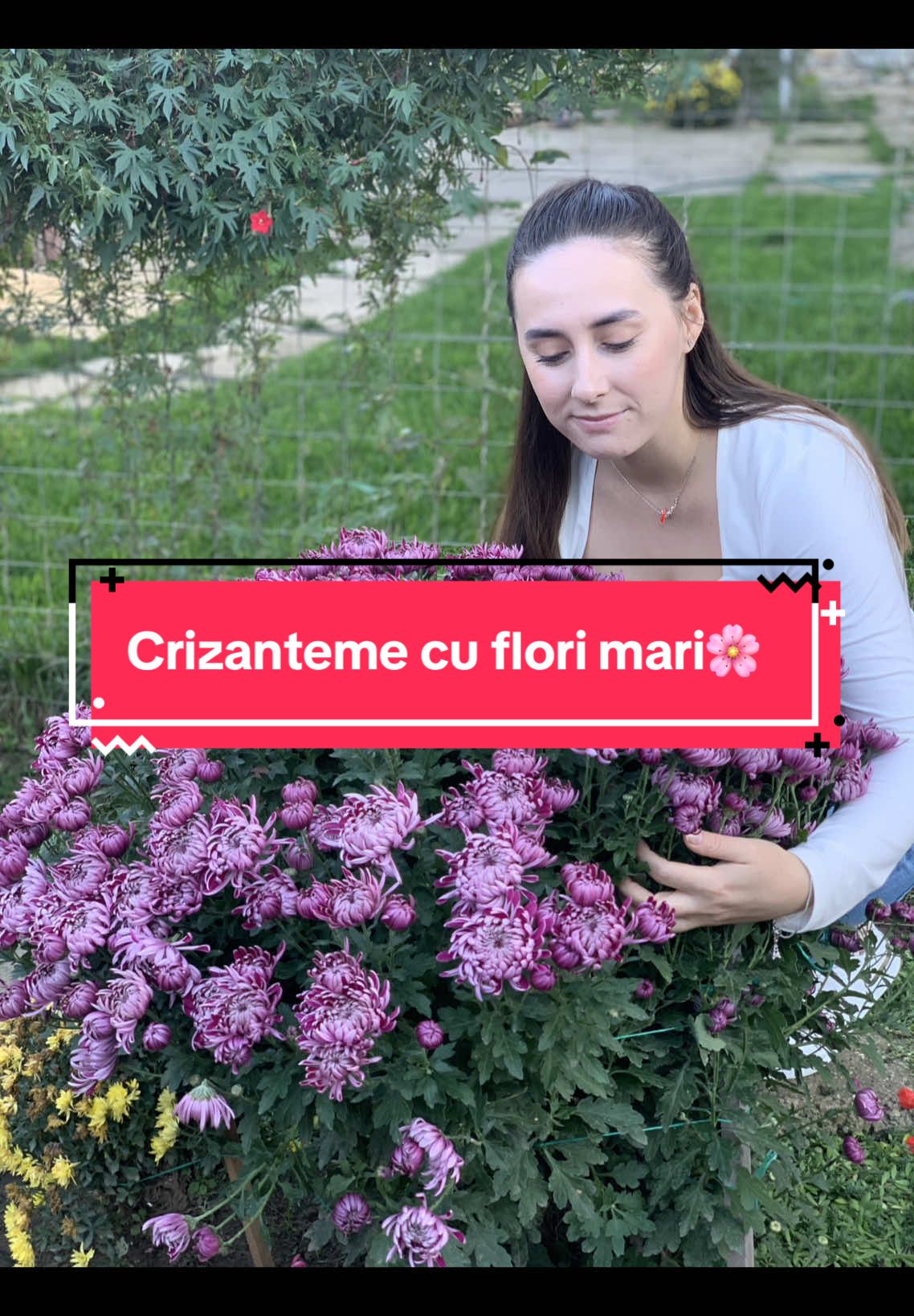 Crizanteme cu flori mari!🌸#crizanteme #florimari #sfaturigradinarit #floridetoamna #🌸 