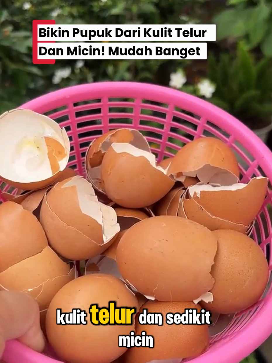 Membalas @timothythis Cara bikin pupuk organik dari kulit telur bagus untuk tanaman #Fyp #pupukOrganik #KulitTelur #telur 
