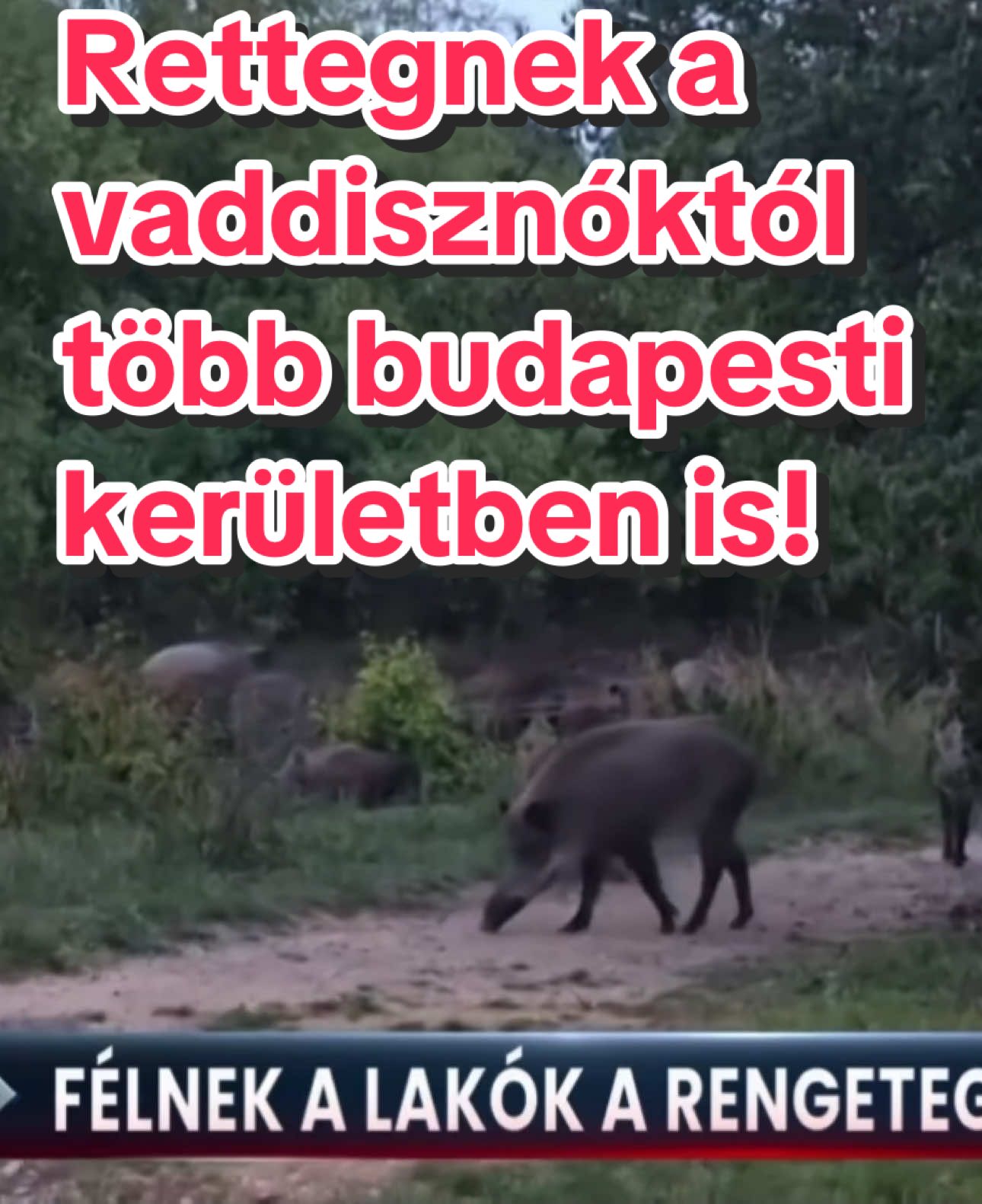 😮🐗Feltúrják a kerteket, megtámadják a kutyákat, csapatokban portyáznak az utakon a vaddisznók Budapesten a XII. és II. kerületben😮A környéken élők közül sokan rettegnek tőlük, alig mernek kimenni az utcára, ahol már fényes nappal is látni vaddisznókat‼️Mivel a kertekben rengeteg kárt okoznak, a tulajdonosok szögesdróttal próbálják megállítani az állatokat😮Salgótarjánban pedig szarvasbikák bőgése ébresztette az embereket az egyik lakótelepen…👀 #foryou #fyp #hungary #news #nekedbelegyen 