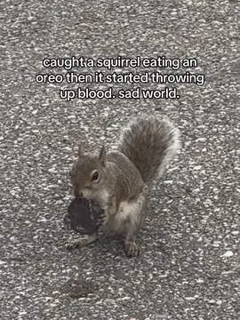why is the world so cruel these days..#fyp #squirrel#blood #fentysuperbrandday #LanguageLearning 