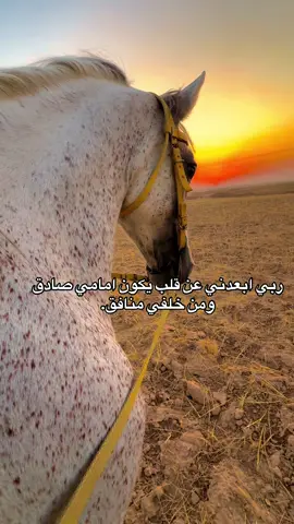 الخيل الجزيري ربي يبارك 🔥🔥#خيل_وخياله🐎🖤ماشاءالله #الخيل #موسيقى 
