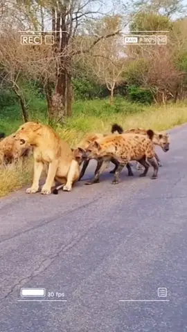 The Lion King was surrounded and brutally attacked by 100 hyenas. #animals #fyp #animal 