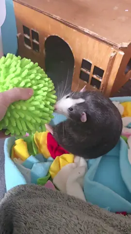 today dib learned what a squeaky toy is 