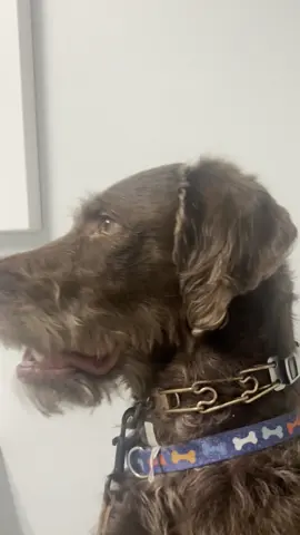#dog#dogsoftiktok #dogs