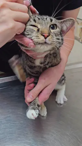 My new kitten is a Thumper 🐰🐇 #catsoftiktok #kittensoftiktok #atthevet #funnyanimals  #PetsOfTikTok @🪲🐢🦎💚🌿🦜🐊📗🦚🐉🪴👒 @Dominique @Meowments with Peppa  @💖✨HaleighJade✨💖 @tฬรє @Dominique @Meowments with Peppa @🪲🐢🦎💚🌿🦜🐊📗🦚🐉🪴👒 @BossFarkle 🇵🇷 @Becca…G @Meredeath L’Kay @Jenni Lynn🌜⭐🌹 @✝️☾ ρⅈρꫀ𝕣 ☽✝️ @🌈CrowListener🌈 @Prince Oreo The Savage @Twerpster#1 Miss Sunshine @Rhaven Rex @Menelik 👑 @Mommahen @BreezyBrutal @user8723023742781 @Ashley89 @_.veektor._ @VERA @Justin Ryan @🐓chickenfoodlady🐔 @AngelinaTaylorsVersion @Sam Fairhart @briiiii✨ @Kitty @Spooky Girly @emjay @Poppy’s Place 