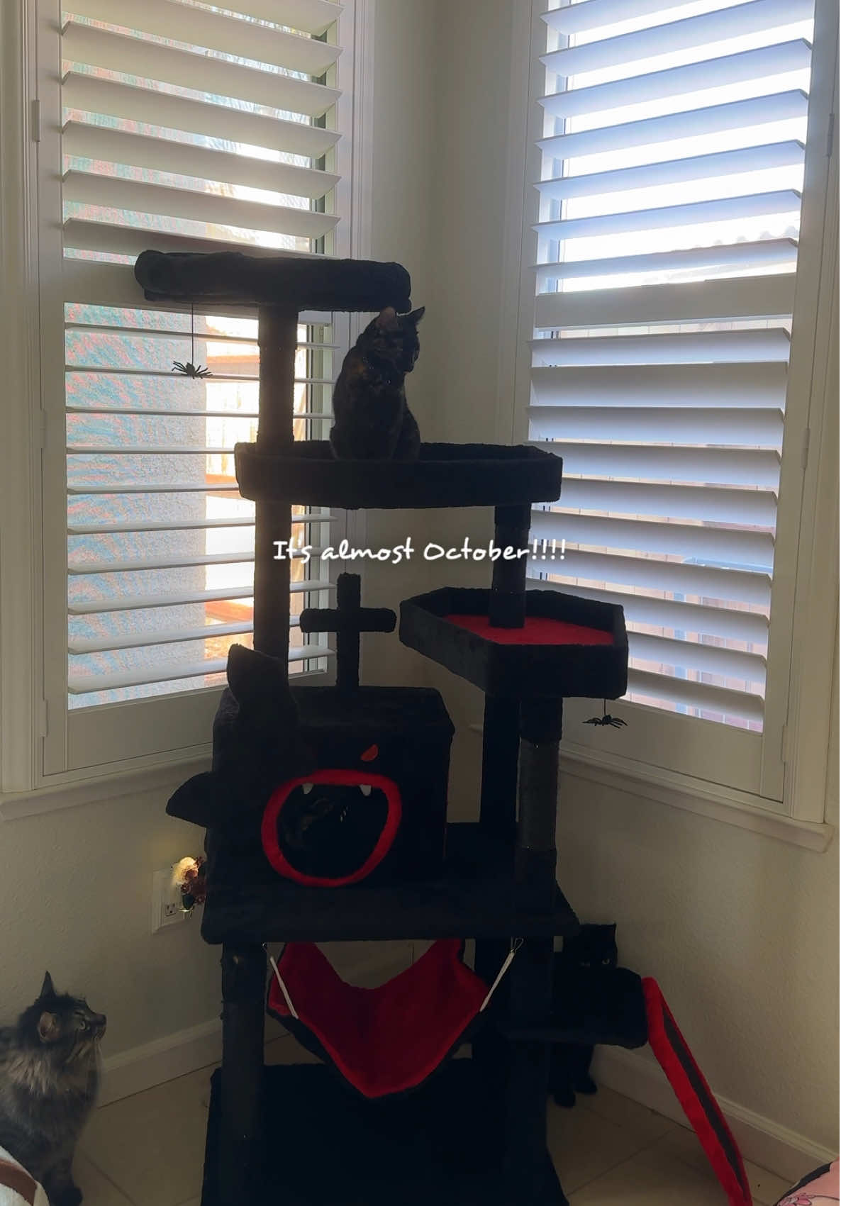 lol I love this and they’re on this all the time!🦇🖤 - #cats #catsoftiktok #catlover #cattok #tiktokshop 