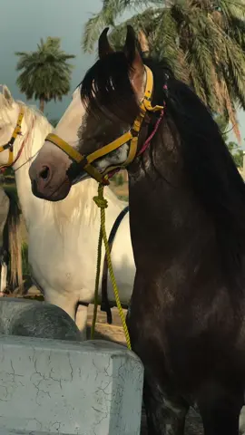 #foryou #🐴🐎