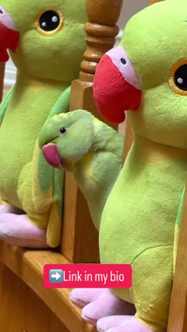 Did you hear about my Plushie? Only 20 Days left to get your very own Ricco Talking Plushie, so don’t miss out.  ➡️ LINK IN MY BIO ———SHIPS WORLDWIDE—- Soft, cuddly, removable sound module, batteries included, washable and best of all it’s Ricco in plush form.  - #toys #birds #parrots #plushies #fyp 