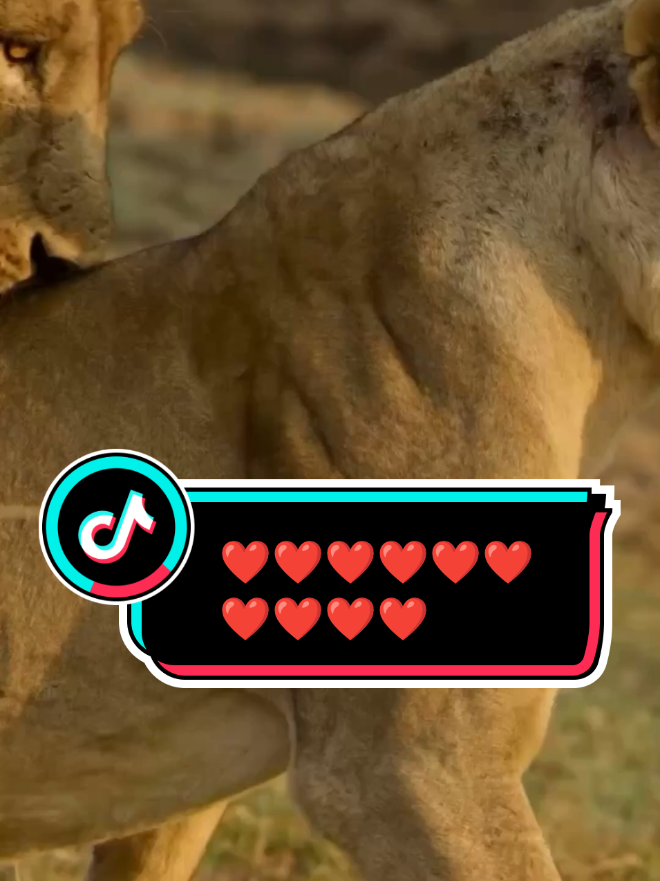 Lion King love's Lioness 🫀🫀@Adel' #Love #usa #trending #foryoupage #fyp 