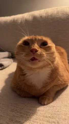 #cat #catsoftiktok #catlover 