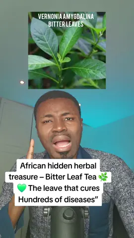 #creatorsearchinsights “Bitter Leaf (Vernonia amygdalina) is packed with phytochemicals like alkaloids, flavonoids and saponins plus vitamins A, C, E, calcium and iron. It fights infection, controls blood sugar, lowers blood pressure and boosts immunity. Learn how to use it safely for your health. 🌿💚” AfricanHerbs HealthyLiving LowerBloodPressure ControlBloodSugar BoostImmunity Phytochemicals TraditionalMedicine HealingPlants #BitterLeaf #HerbalSecrets #NaturalHealing #DrNiwat @NIWAT SCIENTIFIC HOSPITAL @ERIC YEBOAH @Adwoalilybet 