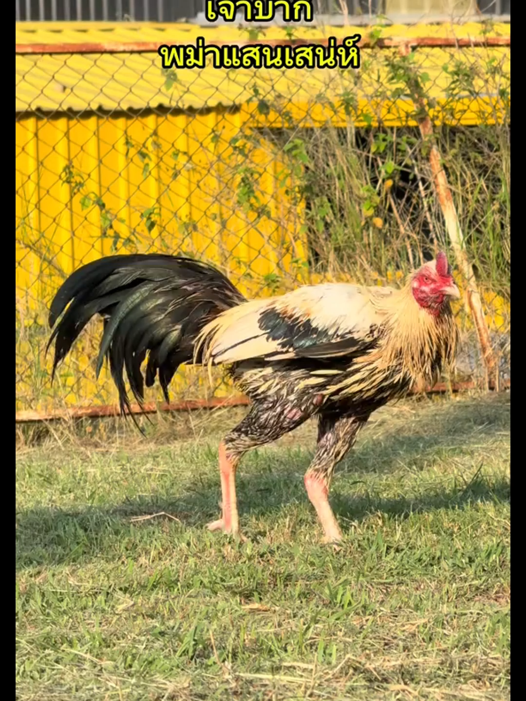🐓💕#โปรแกรมไก่ชน #คนรักไก่ชน #ไก่ชนเงินล้าน #คนรักไก่ชน #ไก่บ้าน
