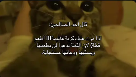 #صلوا_على_رسول_الله #قطط #اللهم_صلي_على_نبينا_محمد 