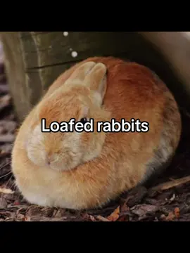 Rabbi posting #for #foryou #f #rabbit #bunny 