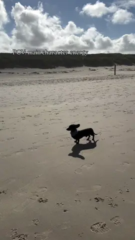 🔥 🔥 🔥  #beachdog #mydog #dogmom #sausagedog #dackel #dachshund #wienerdog #mydogiscutest #doxie #texel #texelmomentje #maincharacterenergy #beachvibes #toocool