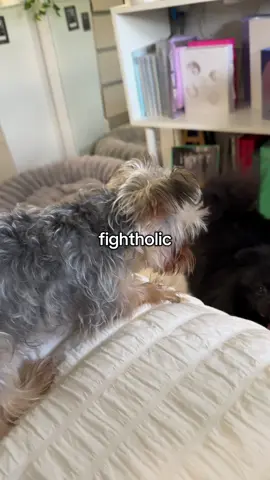 Eriza no huye de las peleas, ella las comienza  #yorkshire #pomeranian #tiktokdogs #dogsofttiktok #kodaberto 