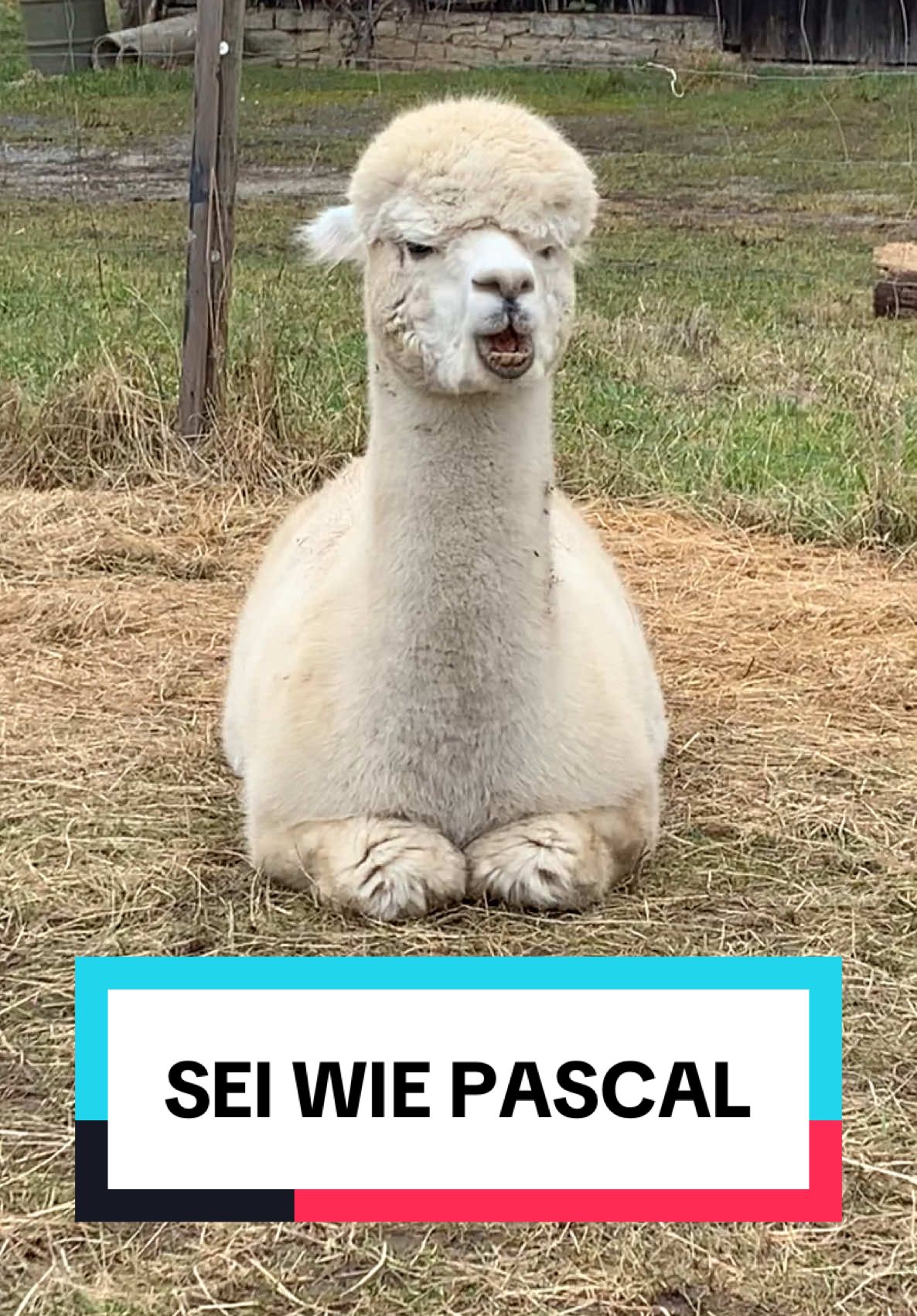 Sei wie Pascal! #alpaka #tiere #lustigevideos #seiwiedubist #alpakas 