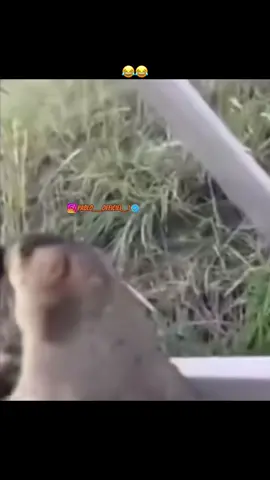 #الشعب_الصيني_ماله_حل😂😂 #viralvideos #viraltiktok 
