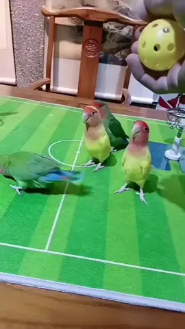 Clever birds #birds #cleverbirds #lovebirds #cockatoo #birdsoftiktok 