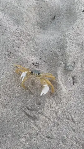 A visit from Mr. Krabs! (He’s an Atlantic ghost crab) #usvi #crab
