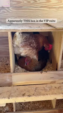 Chicken law: if one hen wants it, they ALL want it. #backyardchickens #chickensoftiktok #broodyhen #chickens #nestingbox 