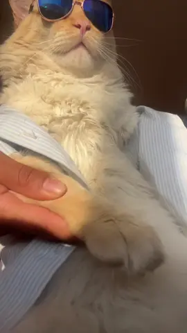 #catsoftiktok #trend 