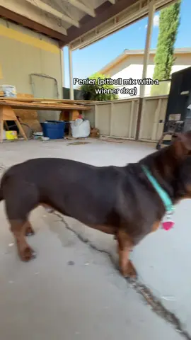 Penier btw me nor my family breed this dog we saved him from an abusive household and they told us nothing abt who or how it got bred