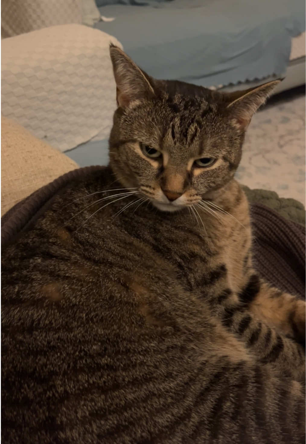 again cause this sound fits better #catsoftiktok #fyp 