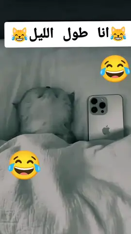 #liveforthechallenge#catsoftiktok#😹😹 