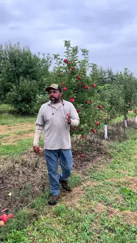 #apples #naturaleza #campo 