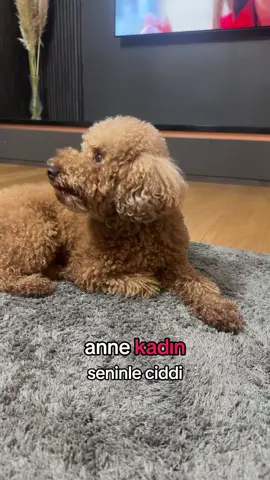 #tobby #poodle #dogsofttiktok #funnyvideos #