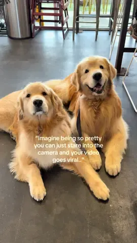 Is it working? 😅 #dogsoftiktok #goldenretriever 