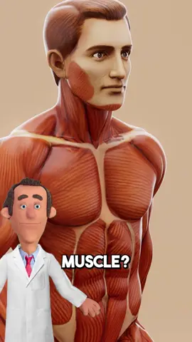 How is muscle built? follow Dr. Pickle for MORE ‼️ #doctor #health