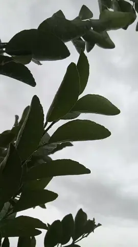 ولا شـي  تـفـاعـلـگـم بـس🌚🥲.  . . . .تصويري_احترافي_الاجواء👌🏻🕊😴 اكسبلورexplore تصويري📸 تصميم_فيديوهات🎶🎤🎬 تفاعلك اكسبلور. ارض_الله_الواسعه🚸.