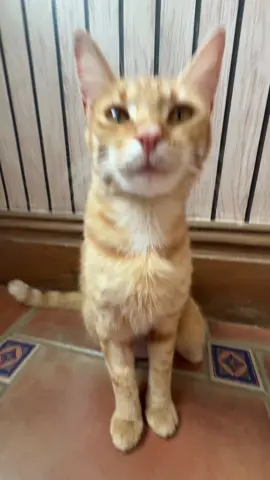 Dancing with @LoonaPetbot 😻 Use code TheComedycat for 💰 off! 🔗 in bio :) #pets #loonapetbot #loonarobot #SummerwithLoona 