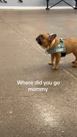 She only does this at the dog park. So funny Frenchie. #Frenchiepapa #dogdad #grandpuppy #frenchielife #fyp 