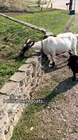 Don’t mind the face and hair, busy day and not a flattering angle. But we have goats in our yard…. I don’t own goats. 😅 not saying I wouldn’t mind goats, but these are not ours haha.  #farm #farmlife 