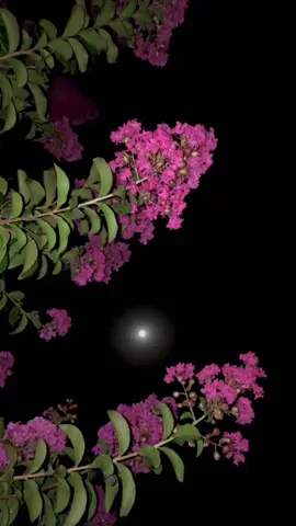 Oyyy Yarê..🥹🌒#hozandino #night #inlove #fyp #moon 