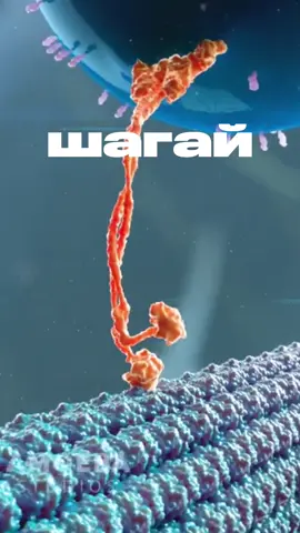 тгк:noomax #химбио #биология #biology #cell #кинезин 