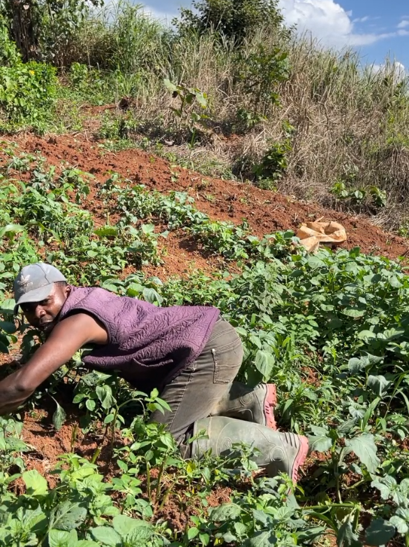 fufu and gamagama #agriculture #viralvideos #famers #cameroontiktok🇨🇲 #canada🇨🇦 