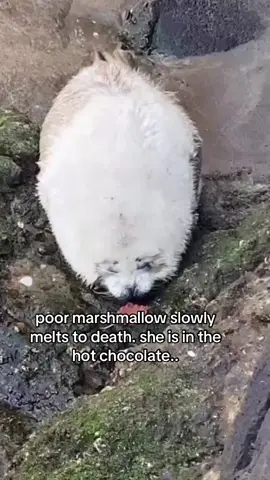 someone save her this instance. #spirituality #seal 