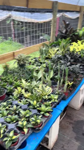 🌱✨ Plant lovers, this one’s for you! Our TikTok Shop Plant Sale is LIVE 🌿🎉 Snag your favorite rare houseplants, tropical plants, and easy-care indoor plants at amazing prices. Perfect for giving your home those jungle vibes 🌴🪴 Don’t miss out—these beauties go FAST! 🚀 #Houseplants #PlantSale #TikTokShop #RarePlants #PlantTok