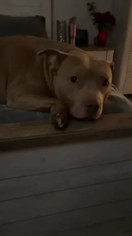 Idk what his problem is lol 😂 #foryoupage #fypシ #pitbullsoftiktok #trending #pitbullsofficial 