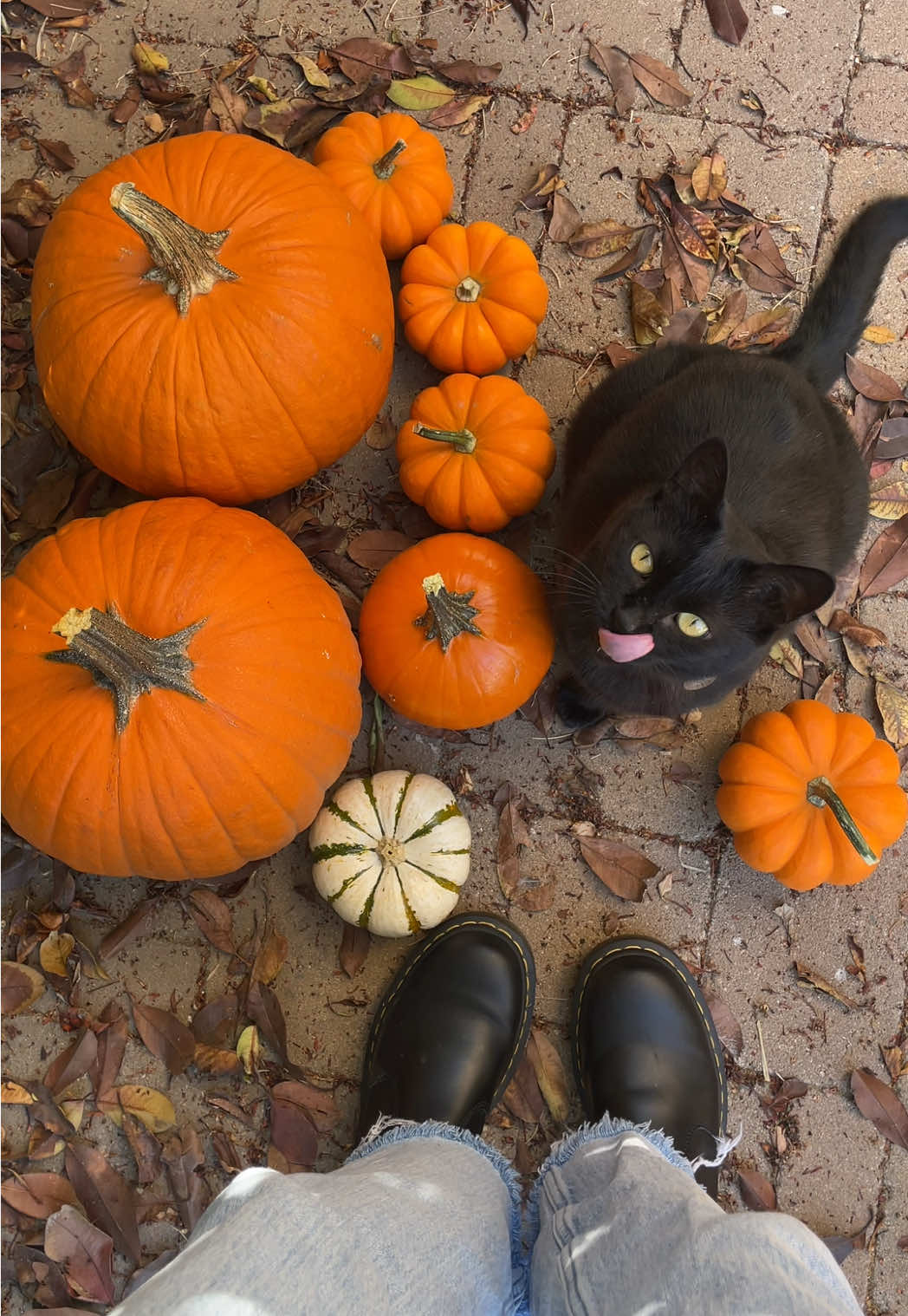 my spooky girl 🐈‍⬛🎃 #halloween #blackcat #pumpkins #autumn #spookyseason 