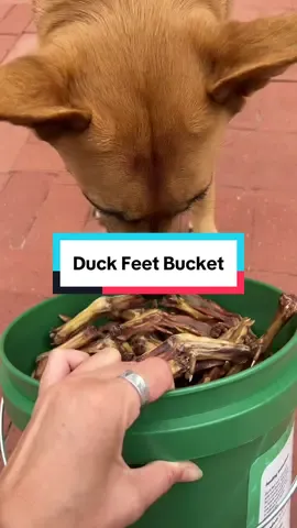 This easy feeding hack might help your dog live a LONGER, healthier & happier life 😮🐶 🍗 Just one ingredient per treat 🦷 Cleans teeth without brushing! 🥩 Supports joint, gum, dental, and heart health 🐓 Made with Human-grade ingredients in FDA-registered and USDA Certified facilities 🚫 No salt, flavorings, or preservatives 🇺🇸 Humanely sourced and packaged in the USA Check out our TikTok Shop for a special deal 🛍️ #duckfeet #healthydog #doghealth #feedmydog #chickenfeet 